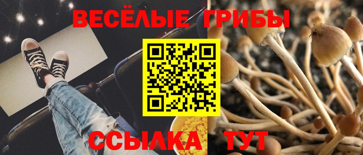 Галлюциногенные грибы Cubensis  Вход с VPN  Клинцы 
